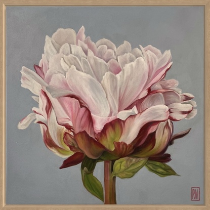 A square canvas frames a large, single peony bloom.  It is coloured in shades of blush, pink, white and crimson with a strong greenish-red stem and leaves.  The background is a bluish/purple grey.