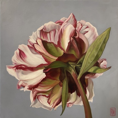 A square canvas frames a large, single peony bloom.  It is coloured in shades of blush, pink, white and crimson with a strong greenish-red stem and leaves.  The background is a bluish/purple grey.