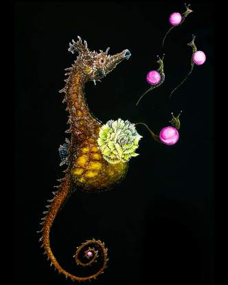 a composition of marble snails, a giving birth seahorse, and a flower in a dark environment.