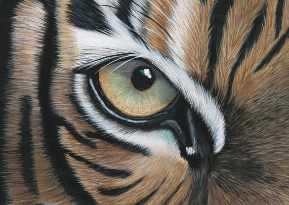 Abhiru Tiger original painting by Anne-Marie Bloor