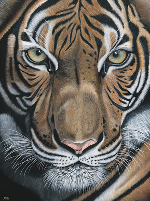 Abhiru Tiger original painting by Anne-Marie Bloor