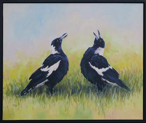 Black and White Australian Magpie native bird standing on the grass singing into the air. Set in a black frame.