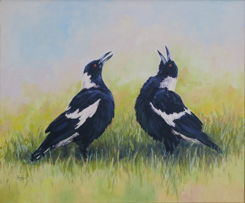 Black and White Australian Magpie native bird standing on the grass singing into the air. Set in a black frame.