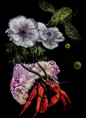 Composition of hermit crab scarab and anemone flower with a dramatic background 