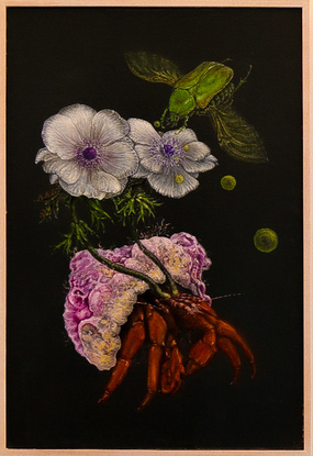 Composition of hermit crab scarab and anemone flower with a dramatic background 