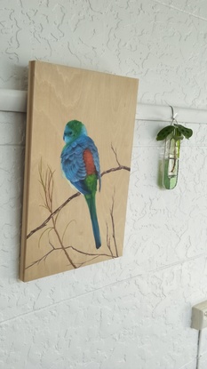 Red Rumped Parrot with fluffed out feathers on branch