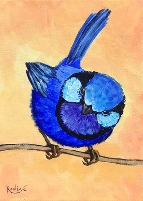 Splendid Fairy Wren bird original painting by Irina Redine. Australian bird small artwork framed and ready to hang, gift idea