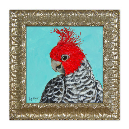 Gang-gang cockatoo portrait on turquoise background original painting by Irina Redine. Australian bird small artwork framed and ready to hang, gift idea