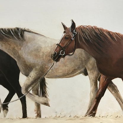 Three horses walking 