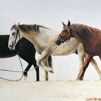 Three horses walking 