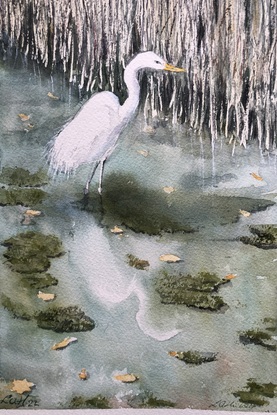 Egret White Heron in wetlands with reeds in background.