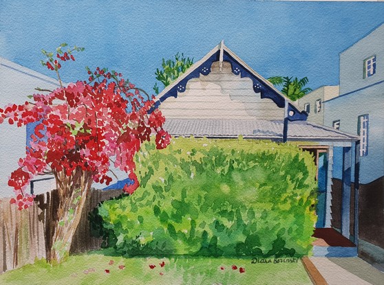 Close up of an old white cottage with a green hedge in front and hot pink bougainvillea flowering to the left of it.