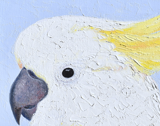 Painting portrait of an Australian native bird, the Sulphur Crested cockatoo.