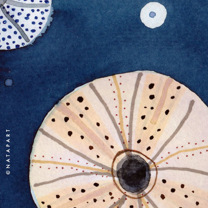 Sea urchins in blush and blue limited edition print