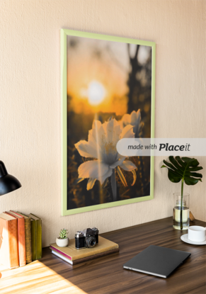 Sunrise & a cactus flower