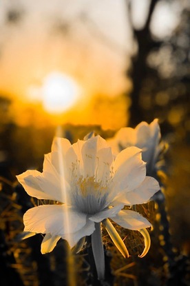 Sunrise & a cactus flower