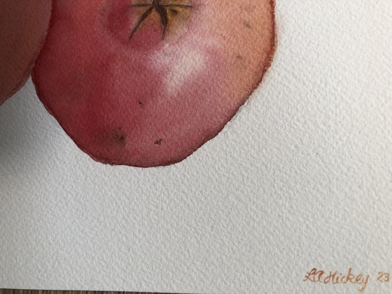 Two ripe pomegranates on a white background. 