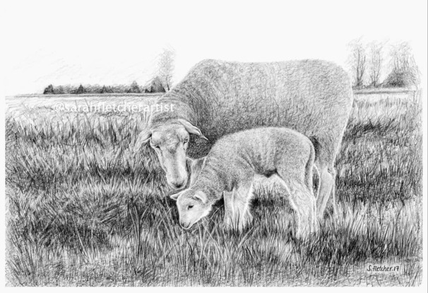 Ewe and lamb