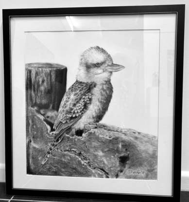 Kookaburra sitting on fence