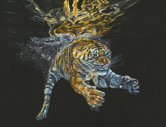 Tiger plunging into water on a minimalist black background 