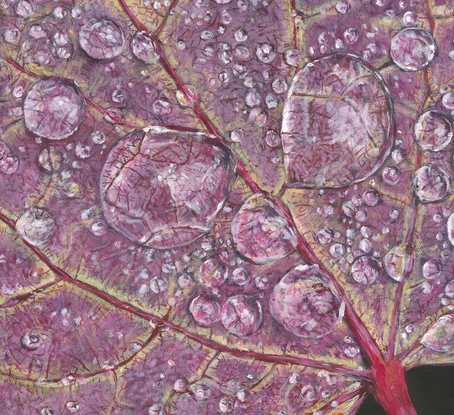 Pink leaf on a black background with water droplets