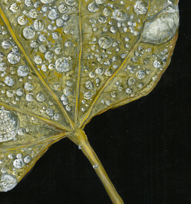 Green leaf on a black background with water droplets