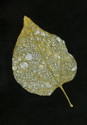 Green leaf on a black background with water droplets