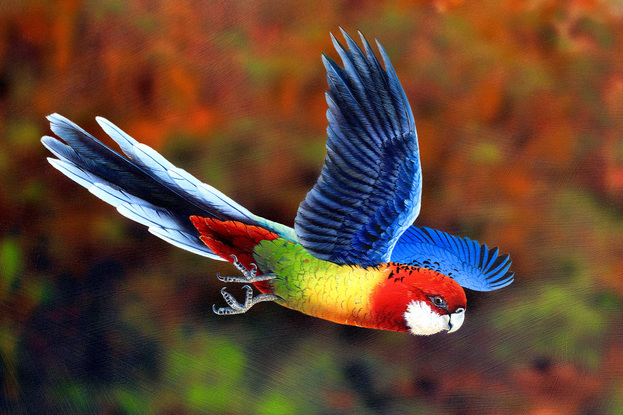 The Three Sisters rock formation an icon of the Blue Mountains is painted slightly out of focus giving a contemporary look against the sharp detail of the three  female Eastern Rosellas in flight. The backdrop of a dramatic red and orange cliff face with  the valley floor of greens and blues looking out to the blue and purple distant mountains!