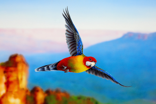 The Three Sisters rock formation an icon of the Blue Mountains is painted slightly out of focus giving a contemporary look against the sharp detail of the three  female Eastern Rosellas in flight. The backdrop of a dramatic red and orange cliff face with  the valley floor of greens and blues looking out to the blue and purple distant mountains!