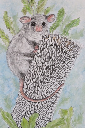 Possum sitting on a Banksia Flower