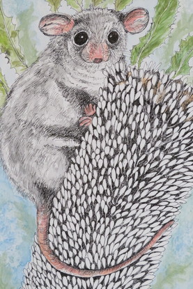 Possum sitting on a Banksia Flower