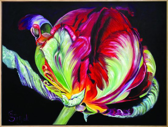 Beatrijs is a large 100x76cm oil on canvas painting depicting a beautiful red patrol tulip flower 