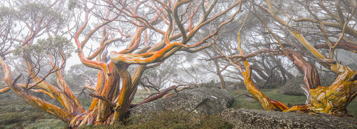 Colorful snow gum trees in Kosciuszko National Park during autumn, with misty morning adding to the serene atmosphere.