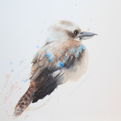 kookaburra