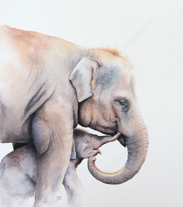 Asian elephant