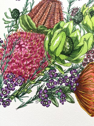 Australian Flowers Waratah and Banksia on paper