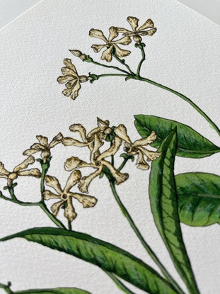 Watercolour Jasmine flowers on paper