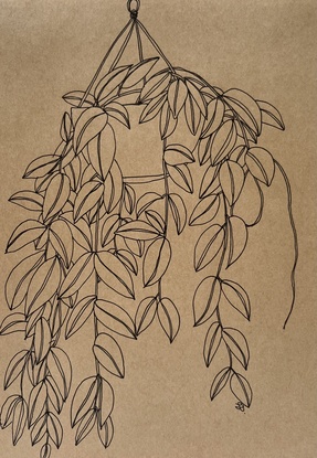 Black line drawing of a Hoya Plant