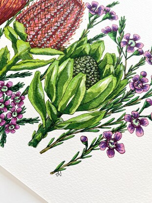 Australian flowers Waratahs and Banksia on paper