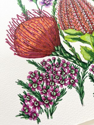 Australian flowers Waratahs and Banksia on paper