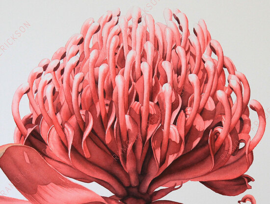 Waratah