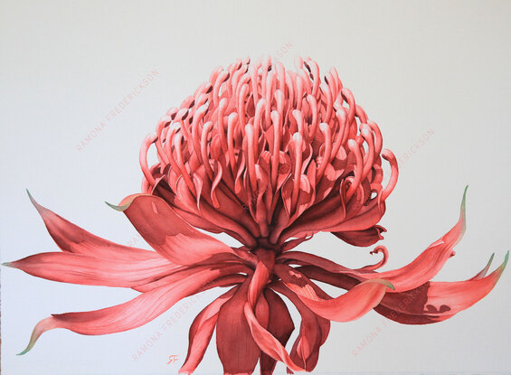 Waratah