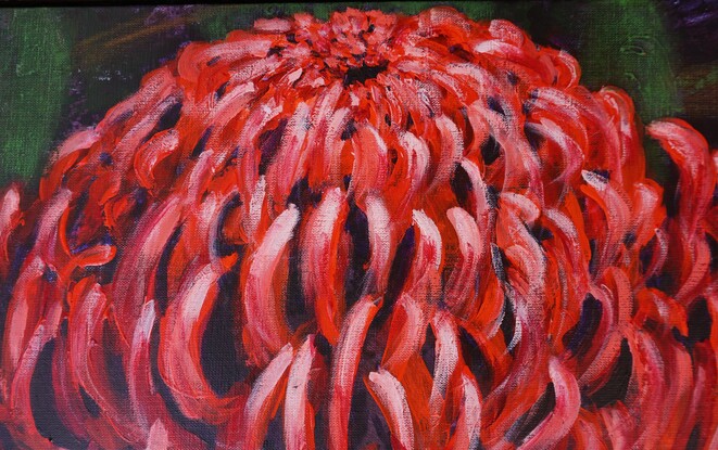 Large image of a single red waratah, dominating most of the canvas, with green leaves and dark background