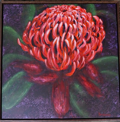 Large image of a single red waratah, dominating most of the canvas, with green leaves and dark background