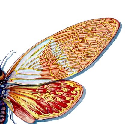 A scientific illustration of an golden cicada