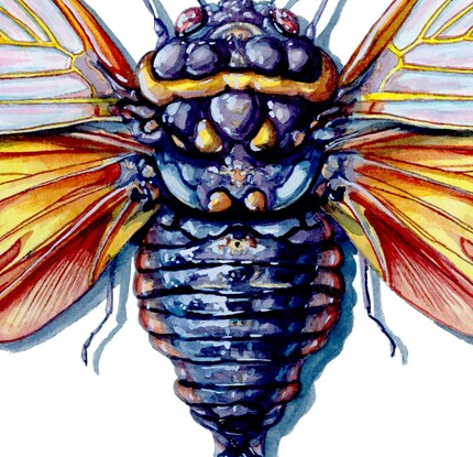 A scientific illustration of an golden cicada