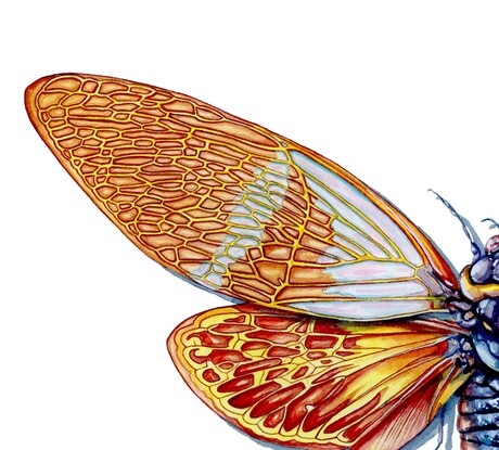 A scientific illustration of an golden cicada