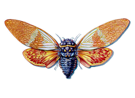 A scientific illustration of an golden cicada