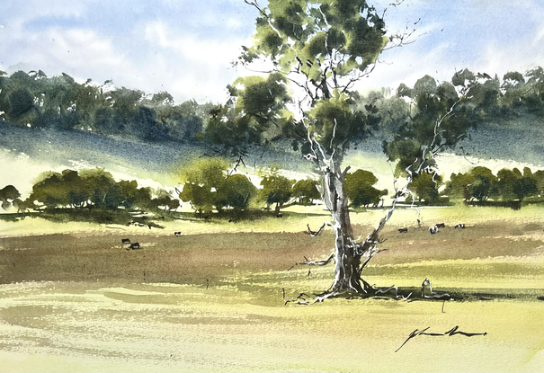 A big tree in a paddock with trees on the skyline and middle ground with a few scattered cows.