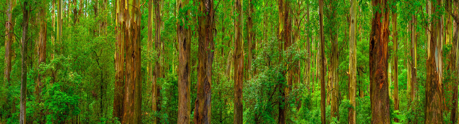 Breathtaking panorama of lush forest in Dandenong Ranges, Victoria, Australia. Towering trees with rich, dark bark contrast beautifully with vibrant green foliage.